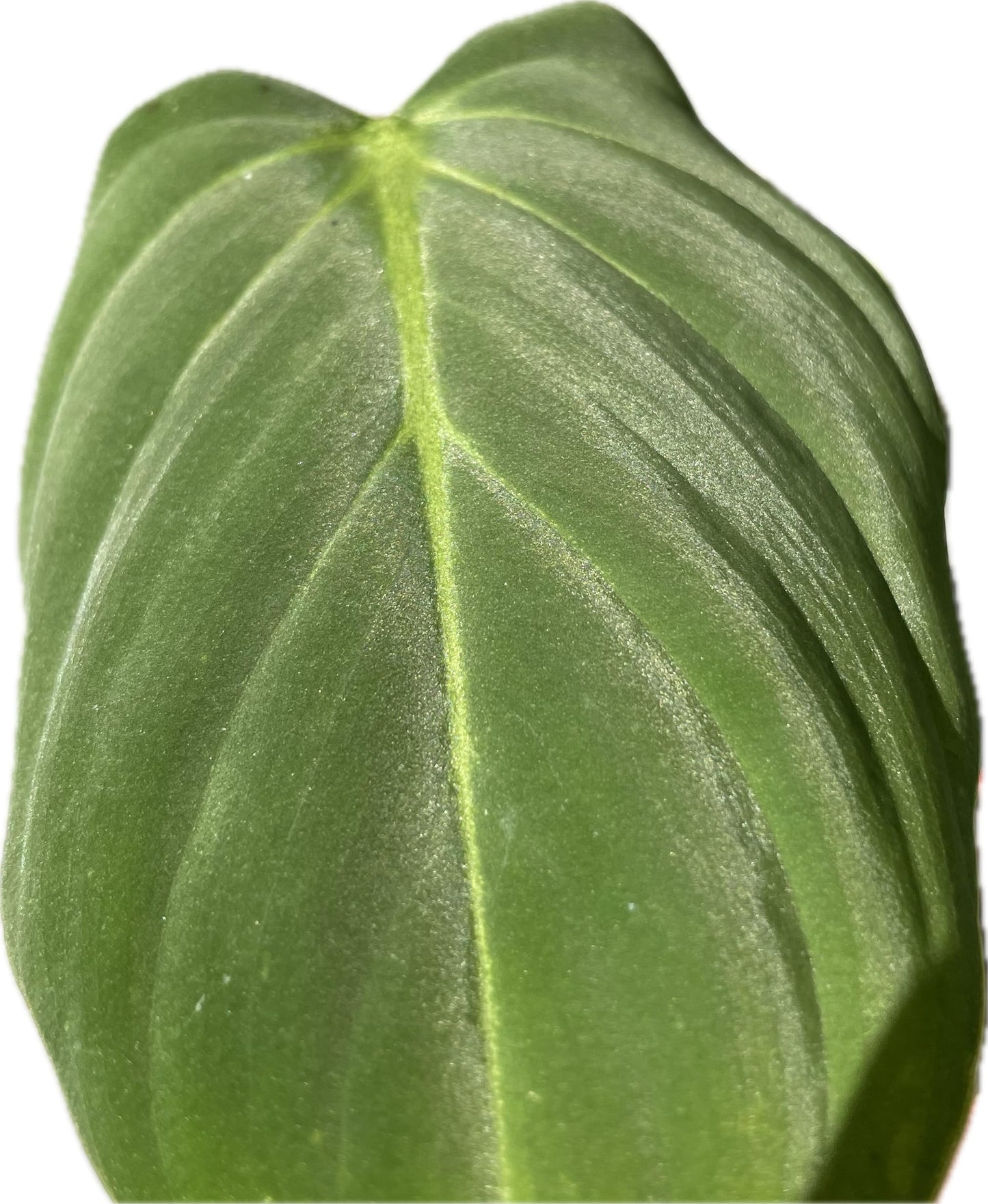 Philodendron Gloriosum - Rare Velvet Heart-Shaped Leaves - Philodendron Live Plant in 4" Pot - Easy Care & Low Maintenance Air Purifying Live Indoor Plant – Minor Leaf Imperfection - CA Seller