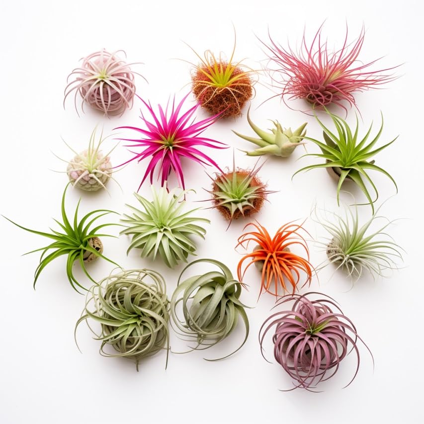 Air Plants Live | Air Plants Variety Pack Live | Available in Packs of 2, 4, 6, 8, 10, &12 | Tillandsia Live Plants | 1-5 inches | CA Seller