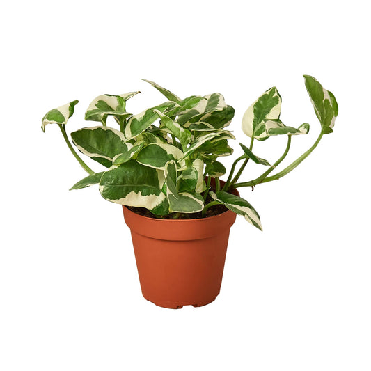 Pothos N'Joy Live Plant - Epipremnum aureum n'joy - Variegated Devil's Ivy - Air Purifying Houseplant - Live Plant Gift - California Seller