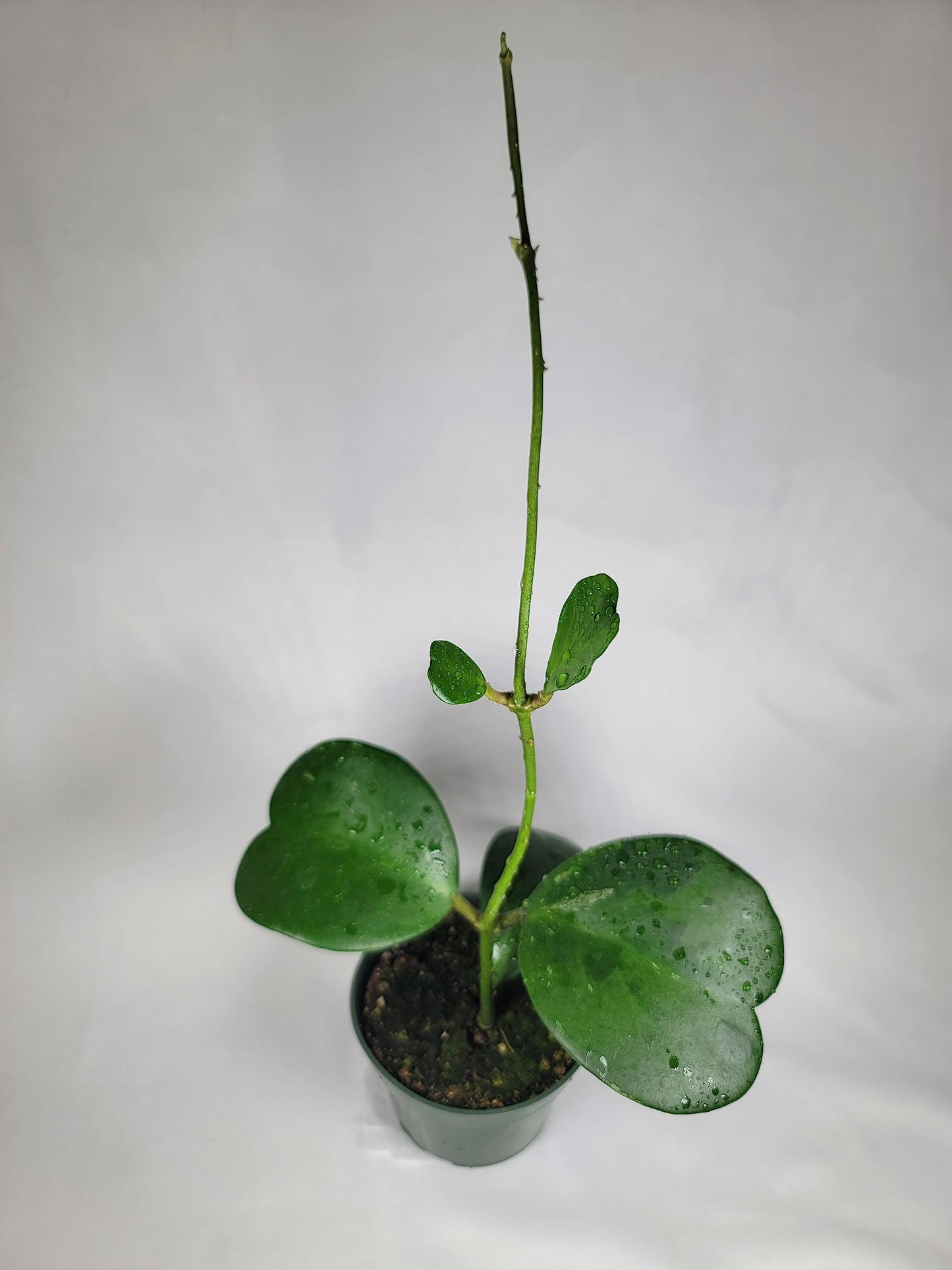 Hoya Kerrii Plant with Heartshape Leaves Live Hoya Plant Great Gift for Mothers and Loved Ones Sweetheart Hoya Live Plant
