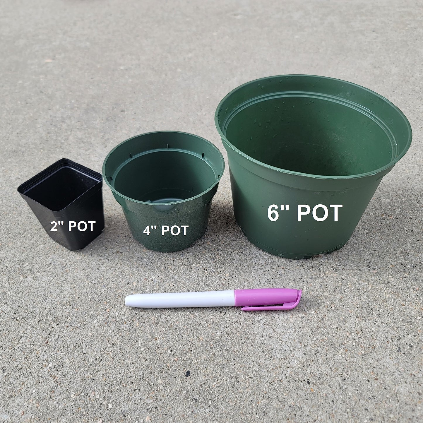 Hoya Kerrii Plant with Heartshape Leaves Live Hoya Plant Great Gift for Mothers and Loved Ones Sweetheart Hoya Live Plant