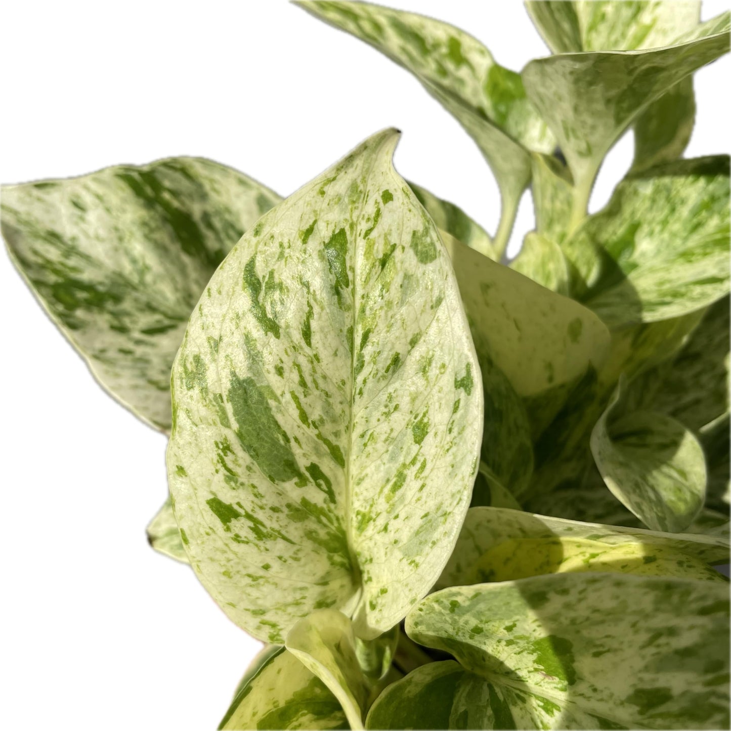 Snow Queen Pothos – Elegant White & Green Variegated Indoor Plant - Pothos Live Plant in 4" Pot – Perfect for Home, Office - Air Purifying Houseplant - Perfect Live Plant Gift - CA Seller