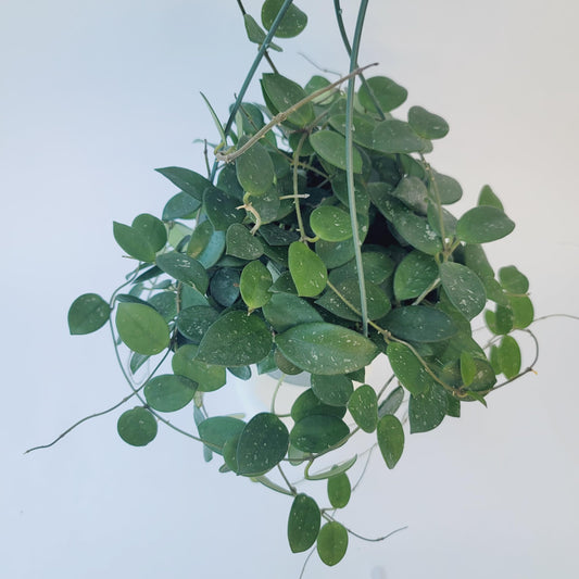 Hoya Mathilde Live Plant – Hoya Carnosa x Hoya Serpens - Rare Trailing Houseplant - Hoya Plants Live Houseplants - Air Purifying Plant - Ships from CA