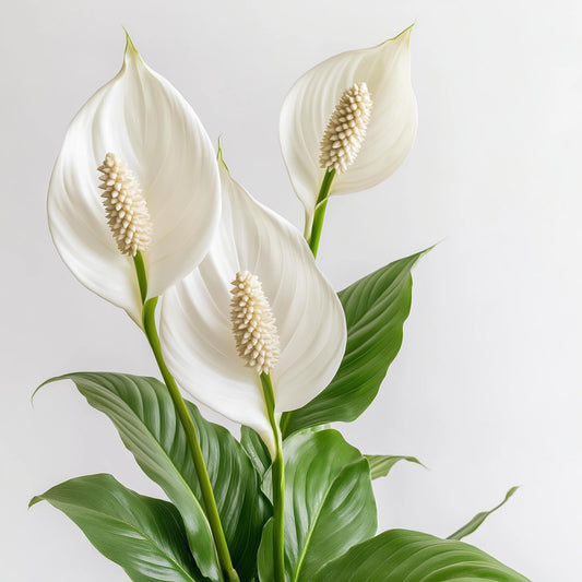Spathiphyllum 'Peace Lily' Live Plant - NOT in Bloom Currently - Peacelily Plant Live Houseplant- Elegant Indoor Air Purifier - Low Maintenance Flowering Indoor Plant - CA Seller