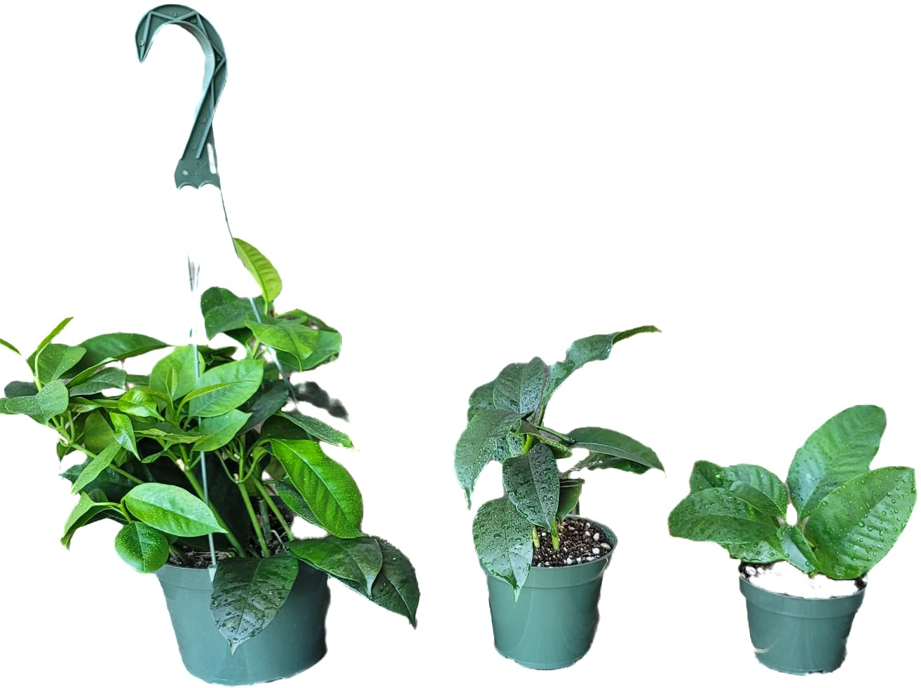 Hoya Shooting Star - Hoya Multiflora - Hoya Plants Live Houseplants - Stunning Shooting Star-Shaped Blooms - Air Purifying Tropical Vine - CA Seller