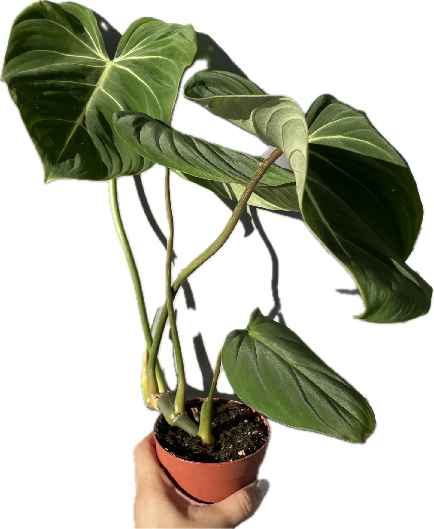 Philodendron Gloriosum - Rare Velvet Heart-Shaped Leaves - Philodendron Live Plant in 4" Pot - Easy Care & Low Maintenance Air Purifying Live Indoor Plant – Minor Leaf Imperfection - CA Seller