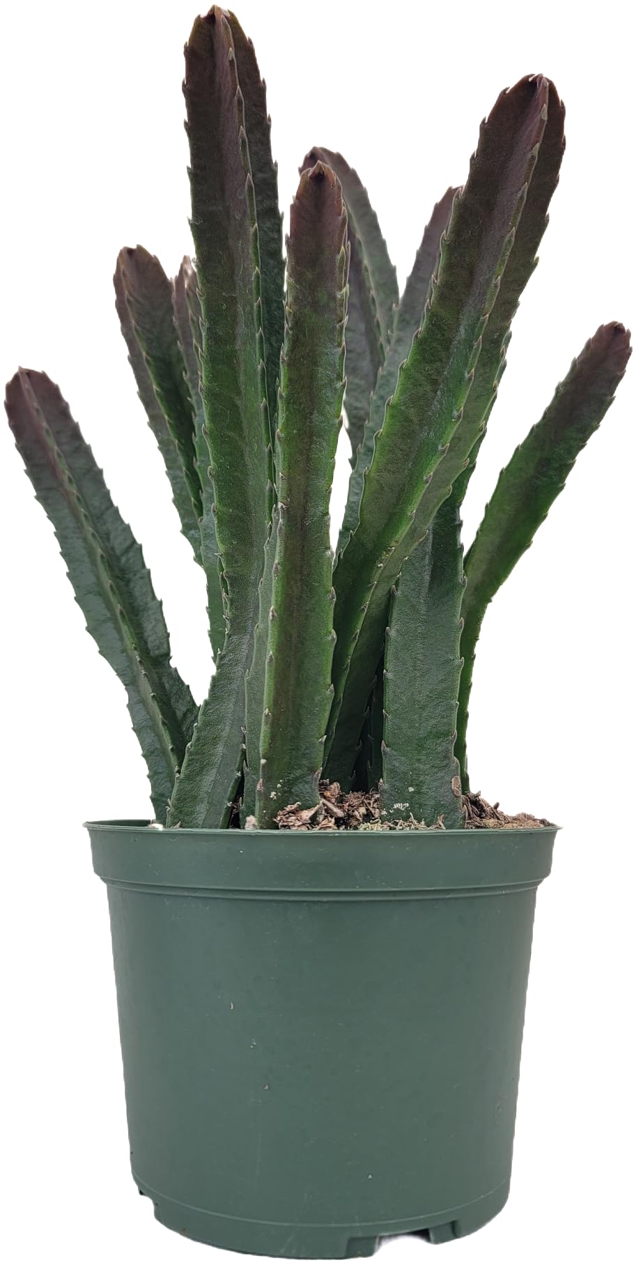 Starfish Cactus with Beautiful Giant Yellow Flowers | Stapelia gigantea | Giant Starfish Plant | Rare Live Plant Huernia | CA Seller