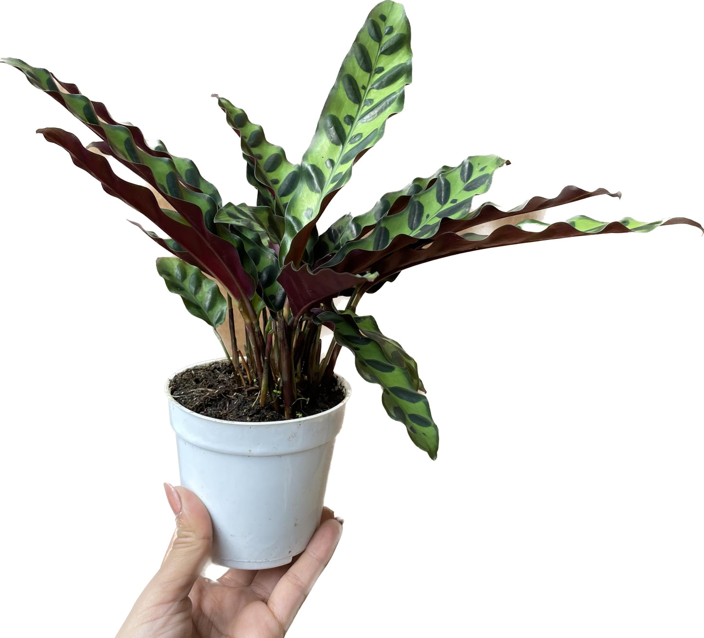 Calathea Lancifolia 'Rattlesnake' - Calathea Plant - Calathea Live Plant - Calathea Plant Best Air Purifying Plant - CA Seller