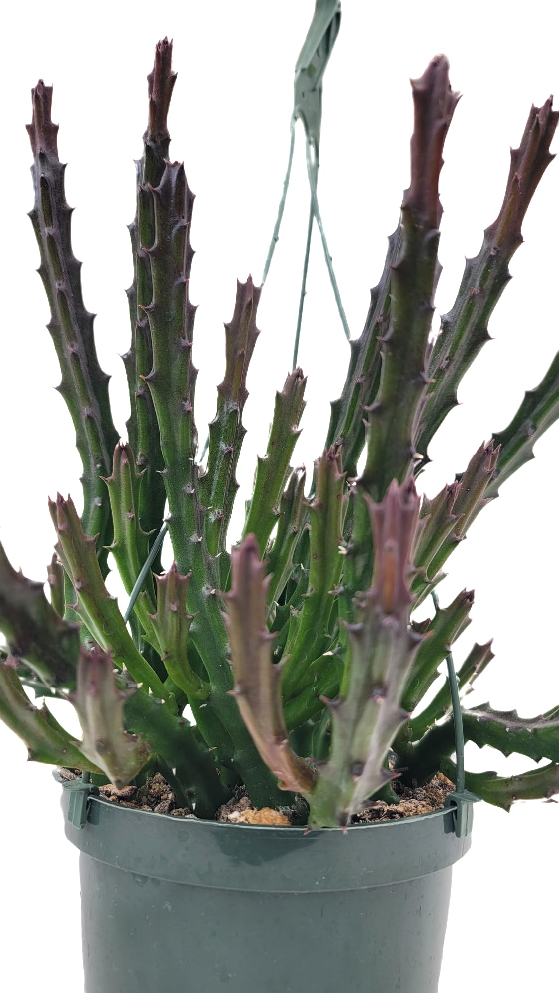 Lifesaver Plant with Purple Flowers - Live Plant in Pot - Stapelia Mutabilis - Beautiful Indoor Outdoor Cacti Succulent Houseplant with Exotic Blooms