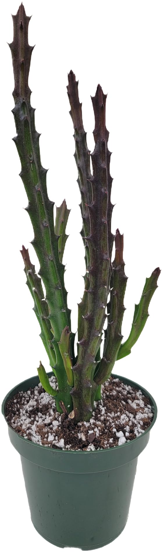 Lifesaver Plant with Purple Flowers - Live Plant in Pot - Stapelia Mutabilis - Beautiful Indoor Outdoor Cacti Succulent Houseplant with Exotic Blooms