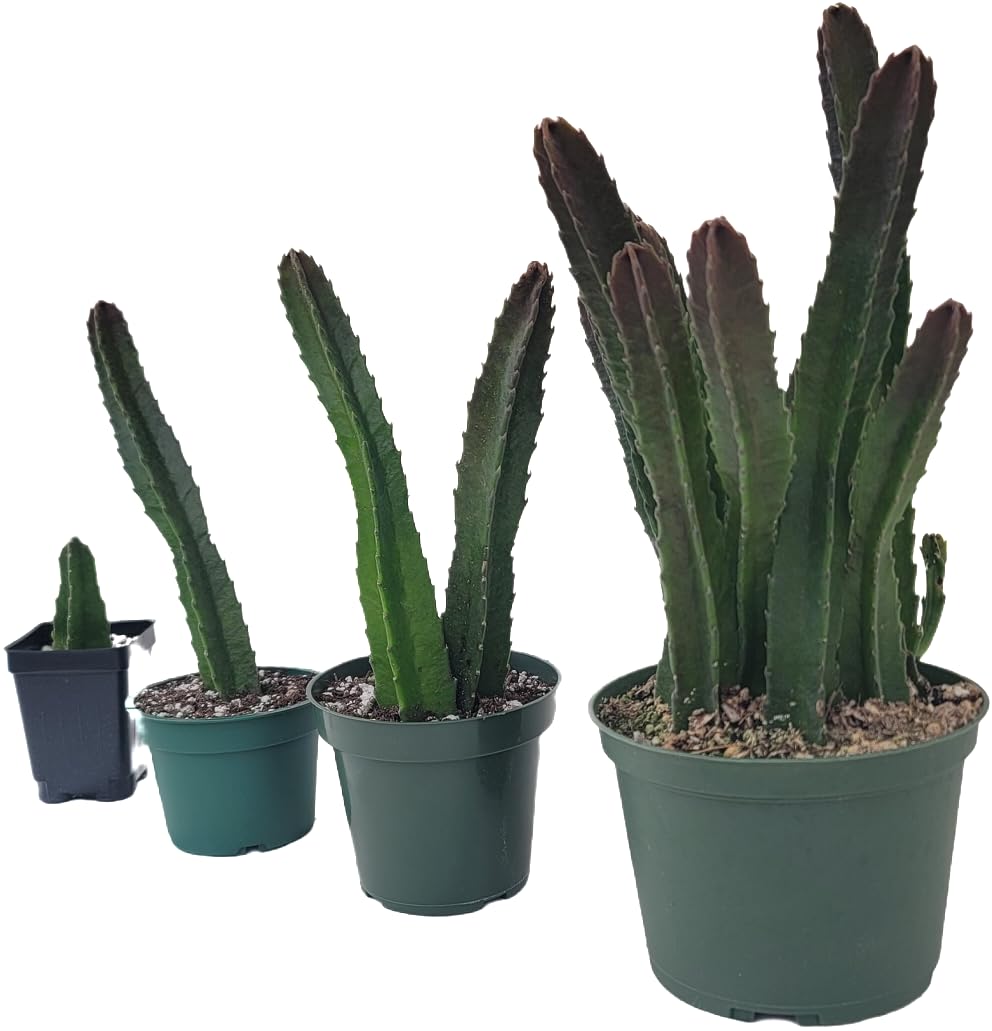 Starfish Cactus with Beautiful Giant Yellow Flowers | Stapelia gigantea | Giant Starfish Plant | Rare Live Plant Huernia | CA Seller