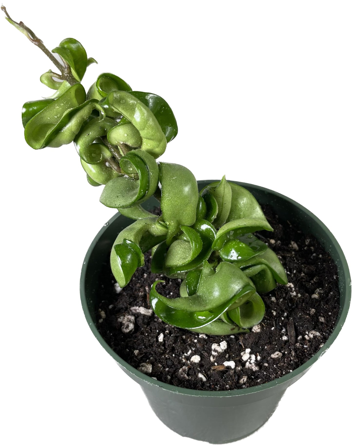 Hoya Compacta in 4" Pot aka Hoya Hindu Rope Plant or Hoya Krinkle Kurl - Hoya Plant Live Houseplants - Live Hoya Plant - Hoya Compacta Live Plant - Air Purifying Plant - Pet Friendly Plant