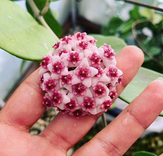 Variegated Hoya Obovata Spalsh Available in 2" Pot, 4" Pot, and 6" Hanging Pot - Hoya Plants Live Houseplants - California Seller - Air Purifying Plant - Pet Friendly Plant