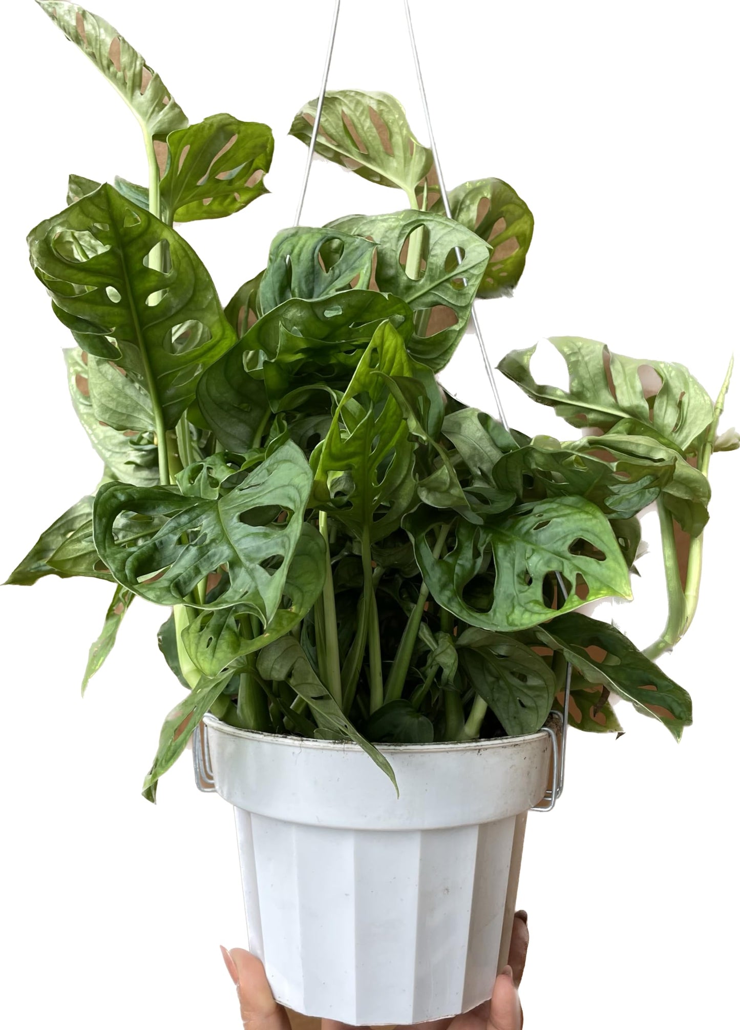 Premium Monstera Adansonii - Exotic Swiss Cheese Vine - Rare Indoor Plant - Swiss Cheese Plant Live - Monstera Plant Live - Limited Stock, Order Now