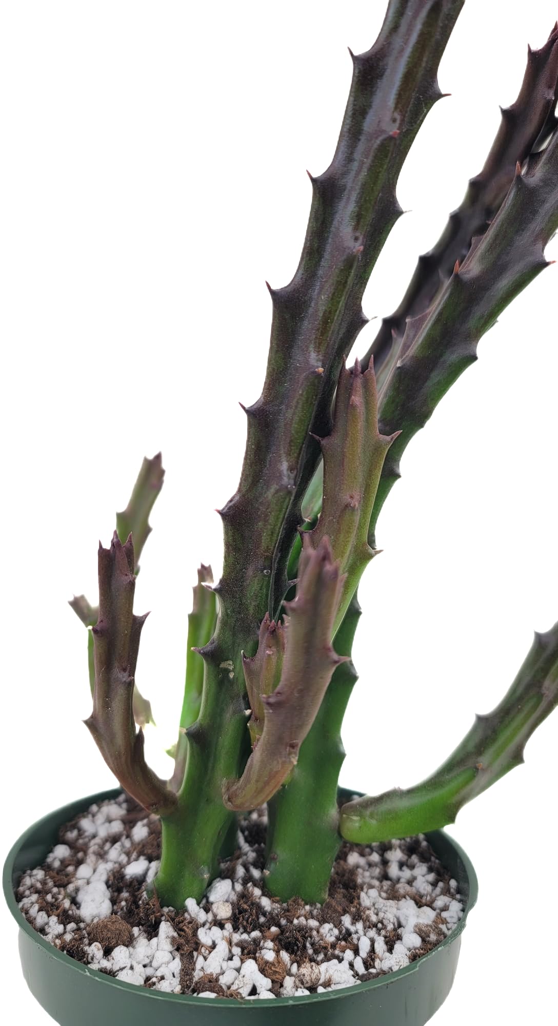 Lifesaver Plant with Purple Flowers - Live Plant in Pot - Stapelia Mutabilis - Beautiful Indoor Outdoor Cacti Succulent Houseplant with Exotic Blooms