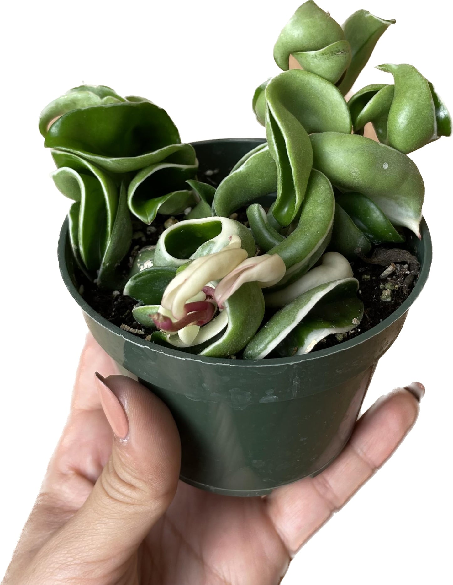 Variegated Hoya Compacta aka Hoya Hindu Rope Variegated - Available in 2", 4", and 6" Pot Live Hoya Plant Prime Plants California - Air Purifying Plant - Pet Friendly Plant