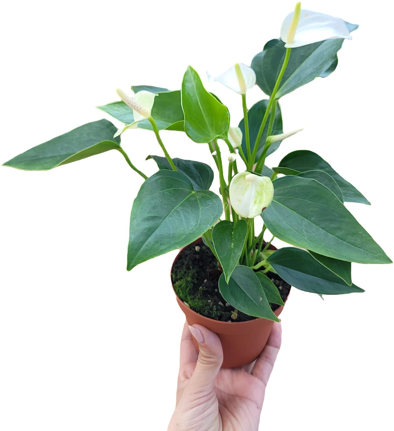 Anthurium White Flower Andraeanum - Exotic Tropical Houseplant with Glossy White Flowers and Lush Foliage - Easy-Care Indoor Plant - CA Seller - Air Purifying Plant