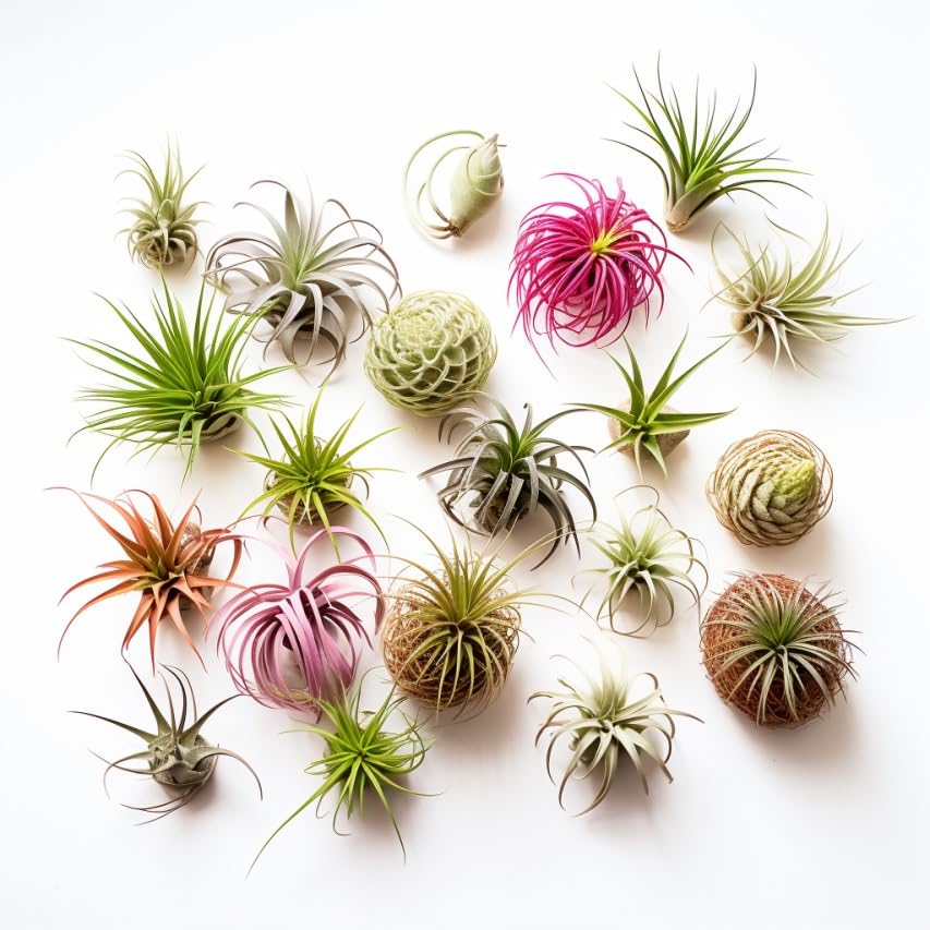 Air Plants Live | Air Plants Variety Pack Live | Available in Packs of 2, 4, 6, 8, 10, &12 | Tillandsia Live Plants | 1-5 inches | CA Seller