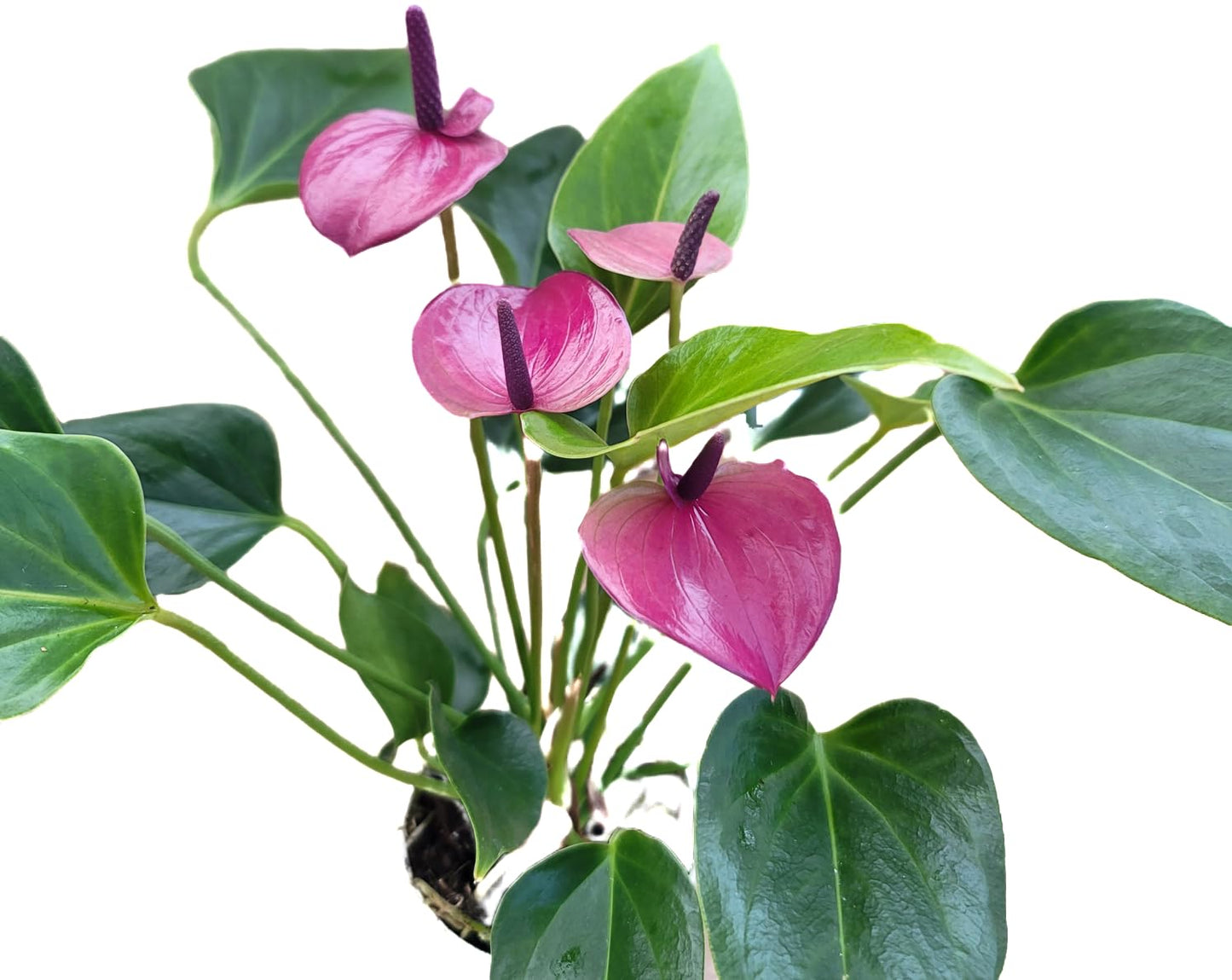 Anthurium Purple Andraeanum - Exquisite Indoor Plant with Long-Lasting Blooms and Lush Foliage & Glossy Purple Flowers - Easy-Care Indoor Plant - CA Seller - Air Purifying Plant