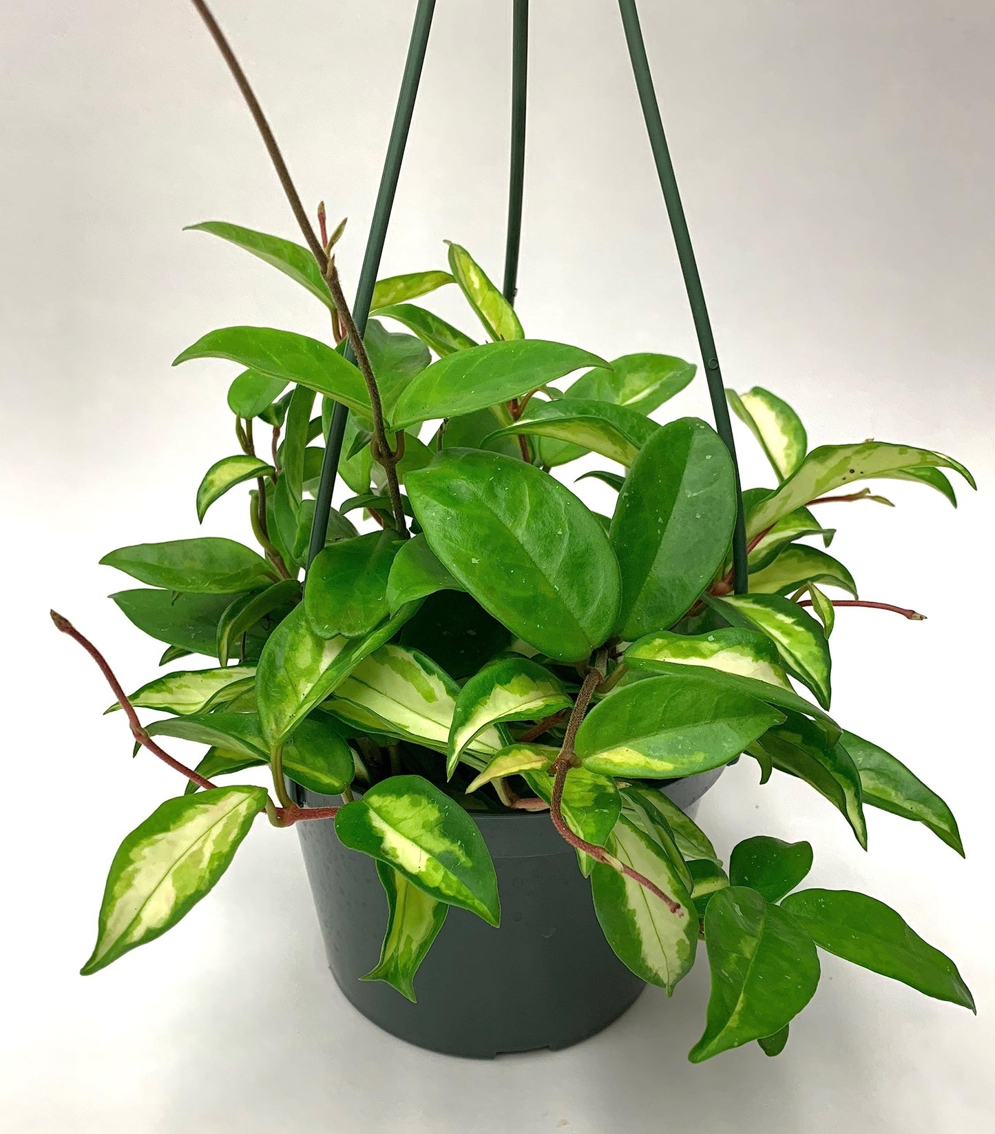 Hoya Krimson Princess Available in 2", 4", or 6" Pot Hoya Carnosa Vareiagata, Hoya Princess - Trailing Plant - Live Hoya Plant - Air Purifying Plant - Live Arriaval Guarantee!