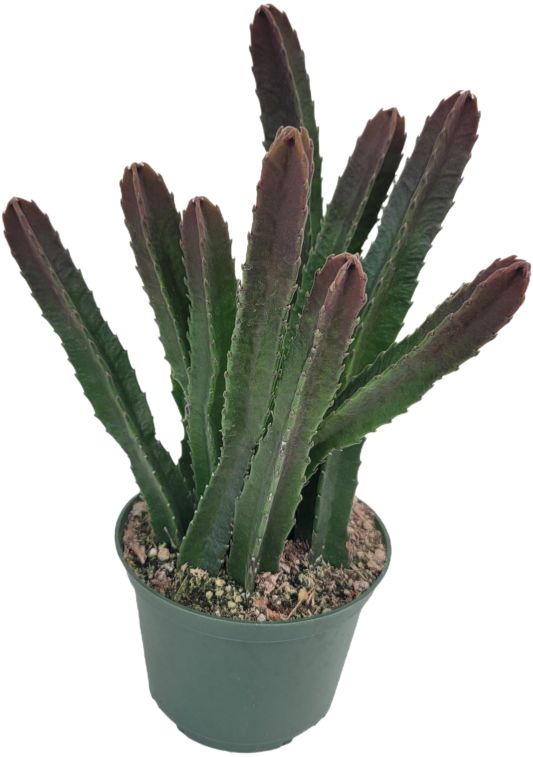 Starfish Cactus with Beautiful Giant Yellow Flowers | Stapelia gigantea | Giant Starfish Plant | Rare Live Plant Huernia | CA Seller