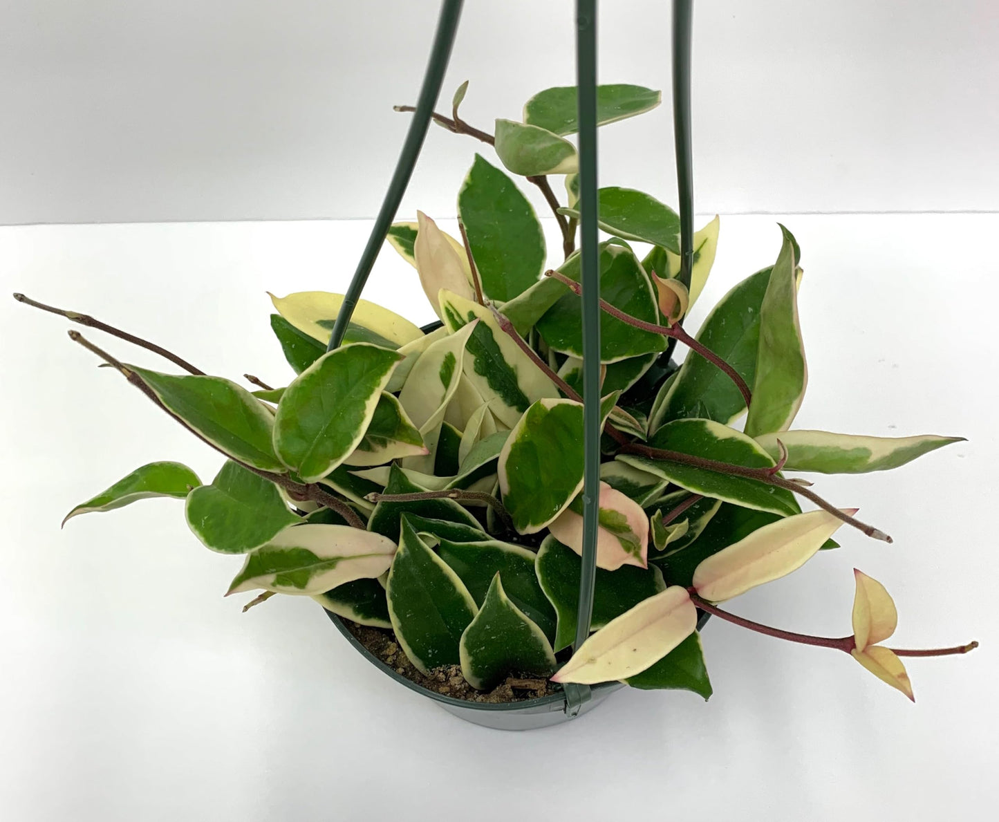 Hoya Krimson Queen Available in 2" Pot, 4" Pot, and 6" Hanging Pot, Live Arrival Guaranteed! Live Hoya Plant Live Indoor Plant