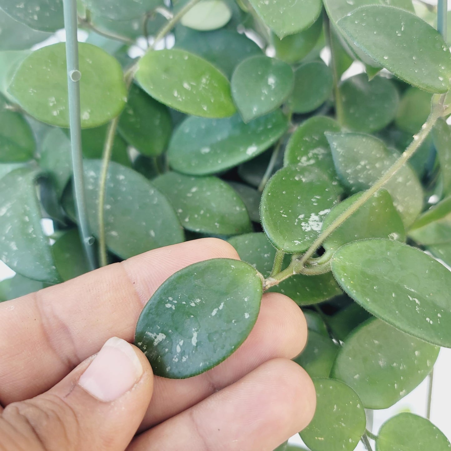 Hoya Mathilde Live Plant – Hoya Carnosa x Hoya Serpens - Rare Trailing Houseplant - Hoya Plants Live Houseplants - Air Purifying Plant - Ships from CA