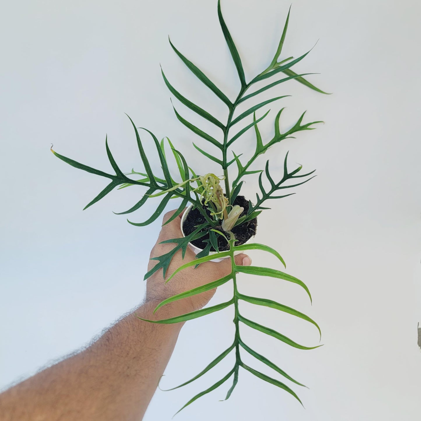 Philodendron Tortum Live Plant | Ships from CA | Available in Modern White Self-Watering Planter | Air Purifying & Pet-Friendly