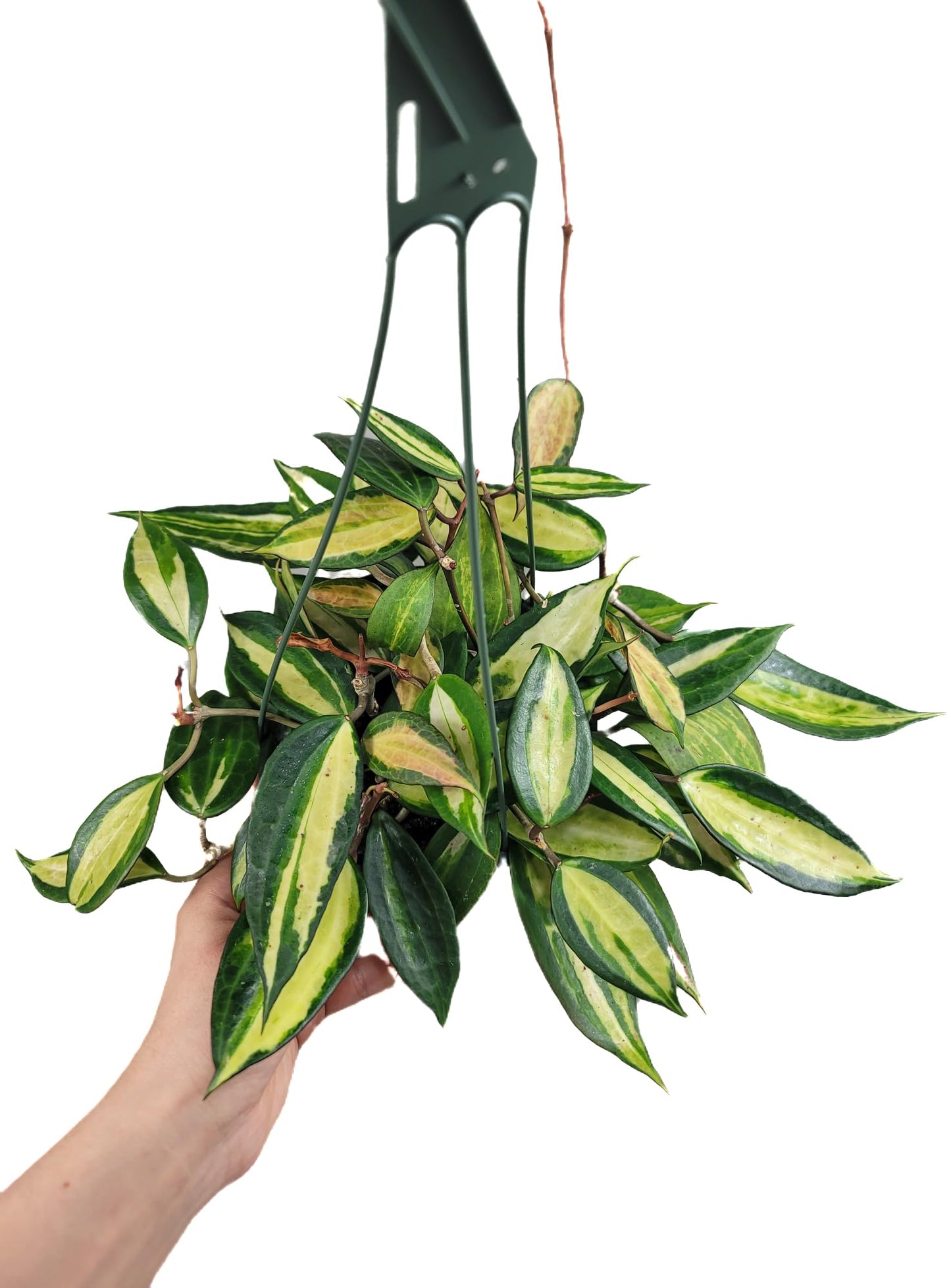 Hoya Pot of Gold - Inner Variegated Hoya Latifolia FKA Macrophylla Inner Variegated - Available in 3.5", 4.5" Pot & 6" Pot - Hoya Plants Live Houseplants