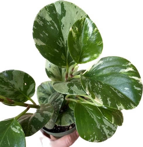 Live Rubber Plant - Peperomia Marble - Peperomia Obtusifolia Marble Variegated - Available in 3", 4", and 6" Pots - CA Seller - Ideal Gift for Home, Office - Peperomia Live Plant
