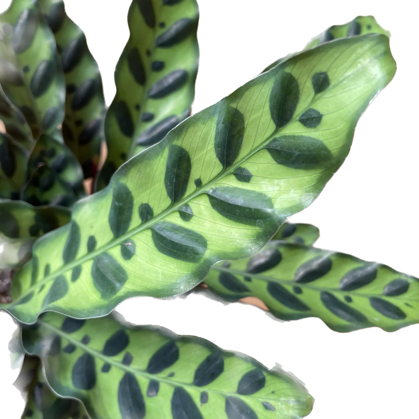 Calathea Lancifolia 'Rattlesnake' - Calathea Plant - Calathea Live Plant - Calathea Plant Best Air Purifying Plant - CA Seller