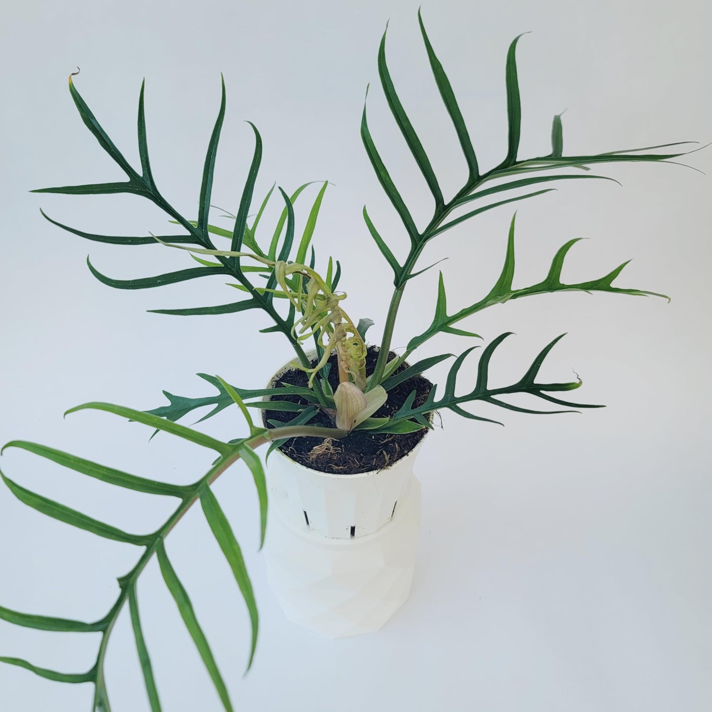 Philodendron Tortum Live Plant | Ships from CA | Available in Modern White Self-Watering Planter | Air Purifying & Pet-Friendly