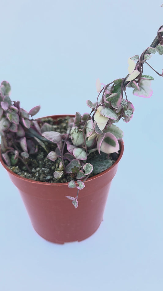 Variegated String of Hearts on Trellis | Ceropegia linearis Woodii, String of Hearts Plant Live Succulents Plants Live Houseplants, House Plants Indoors Live Indoor House Plants by Plants for Pets
