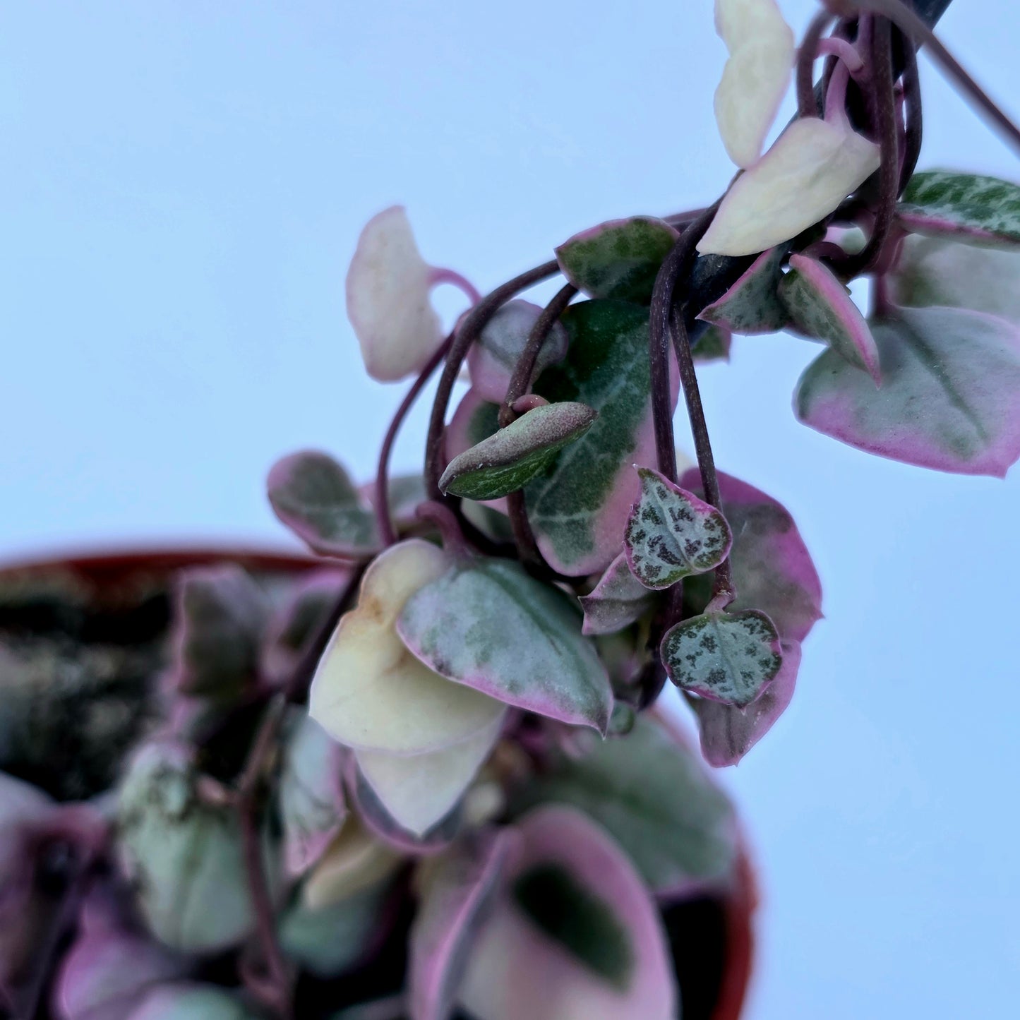 Variegated String of Hearts on Trellis | Ceropegia linearis Woodii, String of Hearts Plant Live Succulents Plants Live Houseplants, House Plants Indoors Live Indoor House Plants by Plants for Pets