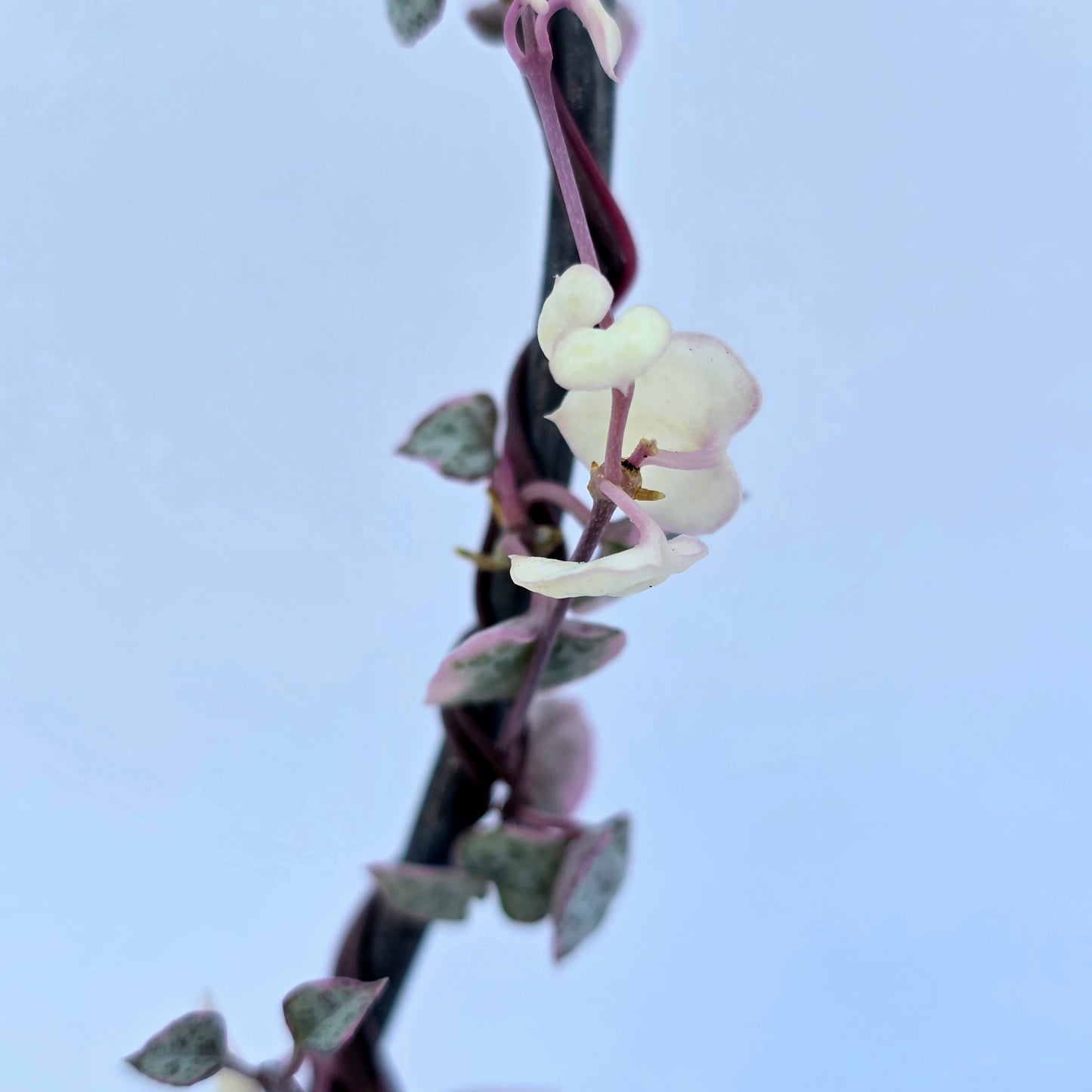 Variegated String of Hearts on Trellis | Ceropegia linearis Woodii, String of Hearts Plant Live Succulents Plants Live Houseplants, House Plants Indoors Live Indoor House Plants by Plants for Pets