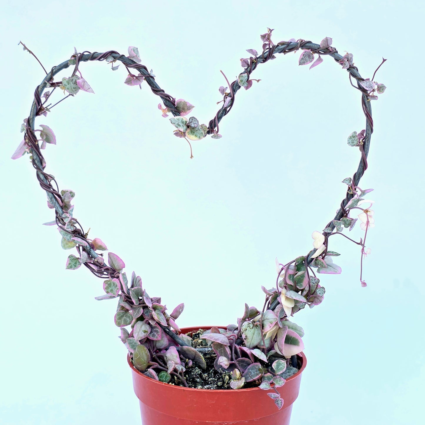 Variegated String of Hearts on Trellis | Ceropegia linearis Woodii, String of Hearts Plant Live Succulents Plants Live Houseplants, House Plants Indoors Live Indoor House Plants by Plants for Pets