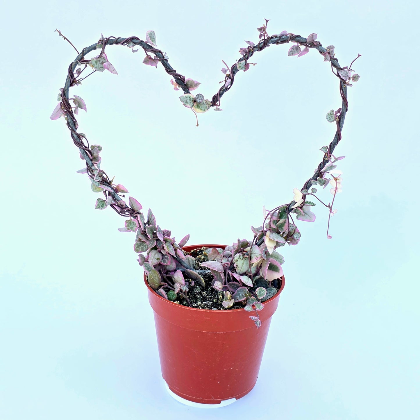 Variegated String of Hearts on Trellis | Ceropegia linearis Woodii, String of Hearts Plant Live Succulents Plants Live Houseplants, House Plants Indoors Live Indoor House Plants by Plants for Pets