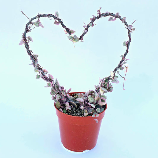 Variegated String of Hearts on Trellis | Ceropegia linearis Woodii, String of Hearts Plant Live Succulents Plants Live Houseplants, House Plants Indoors Live Indoor House Plants by Plants for Pets