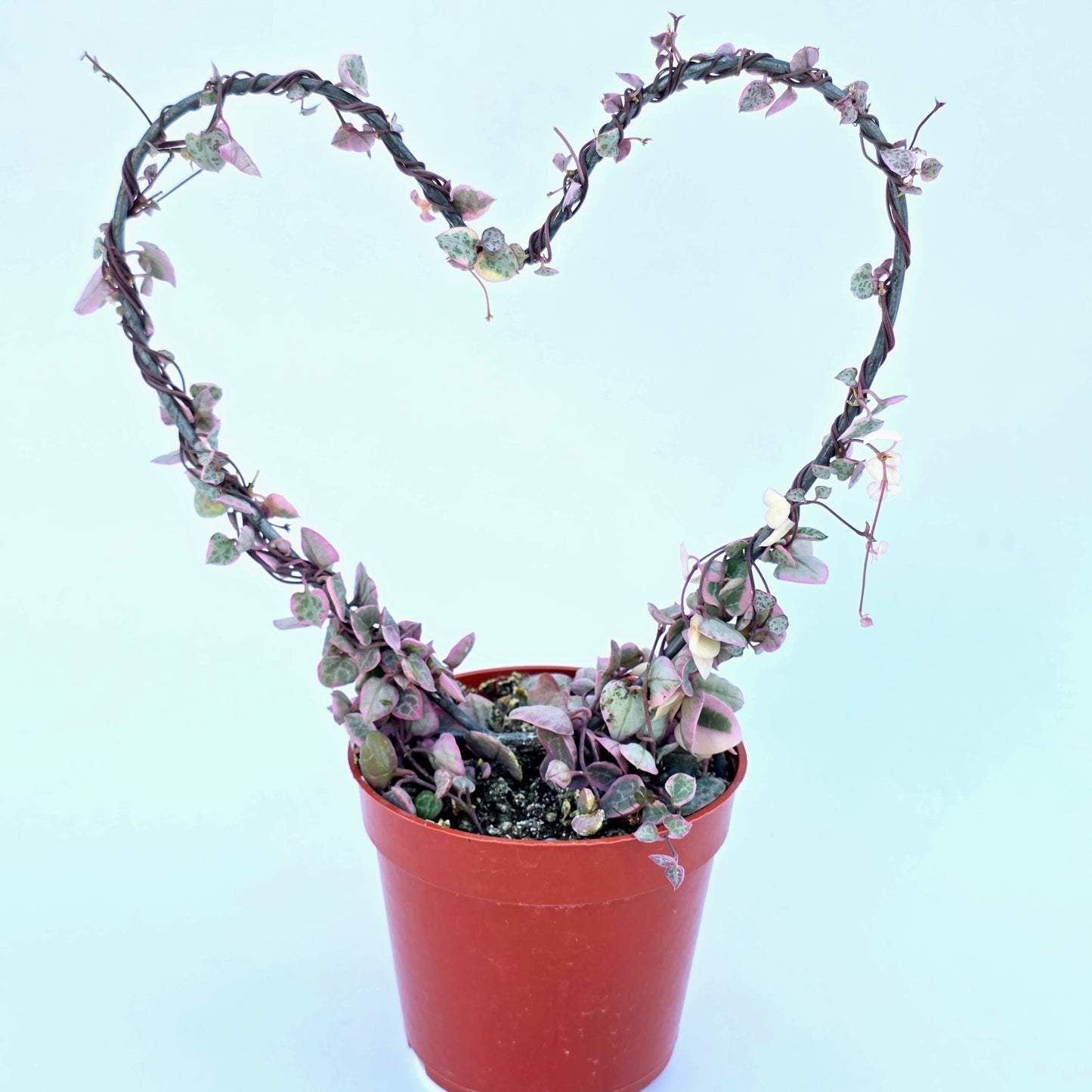 Variegated String of Hearts on Trellis | Ceropegia linearis Woodii, String of Hearts Plant Live Succulents Plants Live Houseplants, House Plants Indoors Live Indoor House Plants by Plants for Pets
