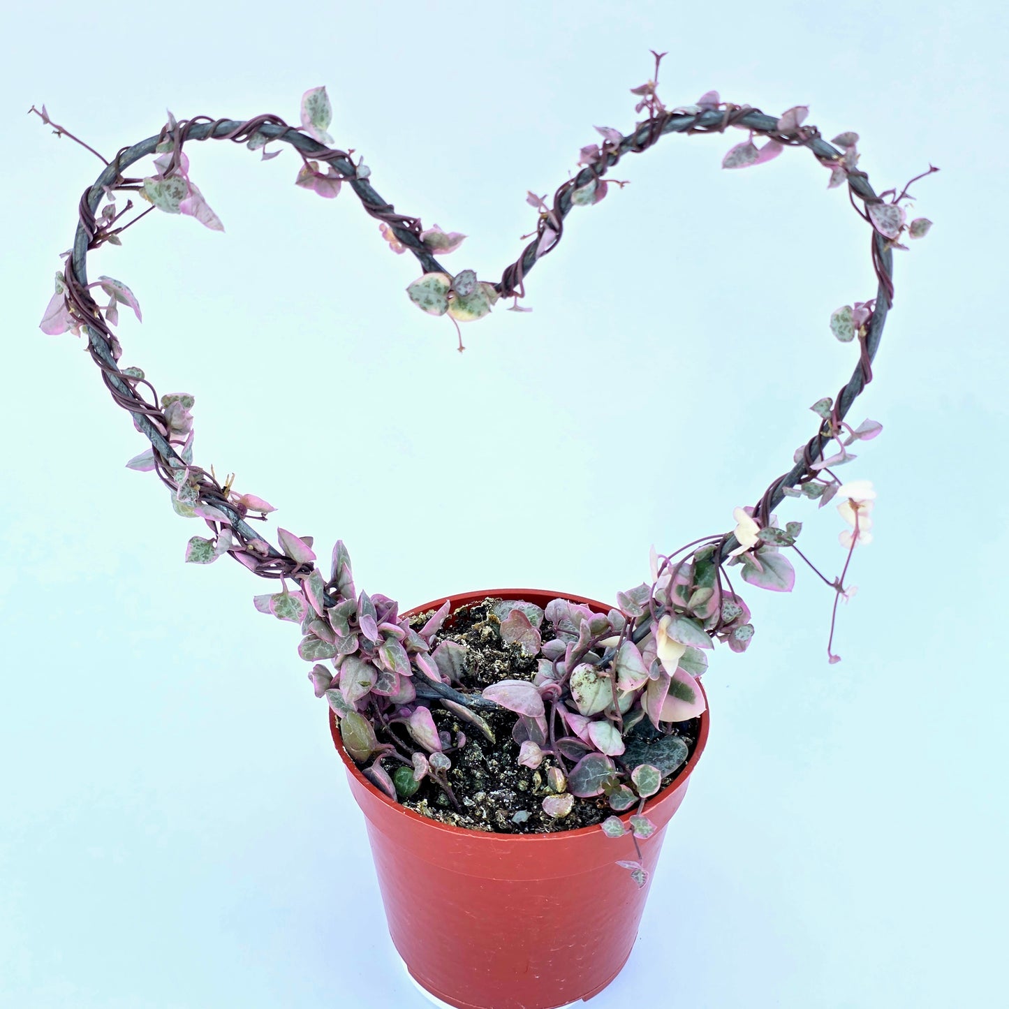 Variegated String of Hearts on Trellis | Ceropegia linearis Woodii, String of Hearts Plant Live Succulents Plants Live Houseplants, House Plants Indoors Live Indoor House Plants by Plants for Pets