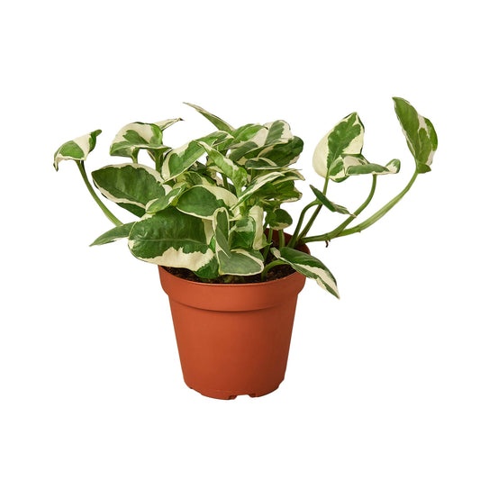 Pothos N'Joy - Epipremnum aureum 'n'joy' - Variegated Devil's Ivy - Air Purifying Houseplant - CA Seller