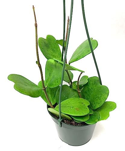Hoya Kerrii Plant with Heartshape Leaves Live Hoya Plant Great Gift for Mothers and Loved Ones Sweetheart Hoya Live Plant