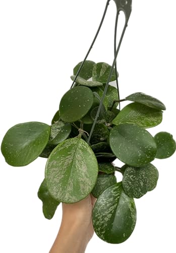 Hoya Obovata Spalsh Available in 2" Pot, 4"Pot, and 6" Hanging Pot Hoya Live Plants Live Houseplants California Seller