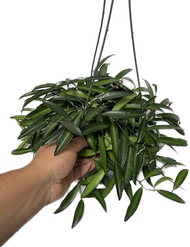 Hoya Wayetii Captivating Wax Plant - Air Purifing Live Plant - Hoya Plants Live Houseplants - Available in 2" Pot, 4" Pot and 6" Hanging Pot - Ships from CA