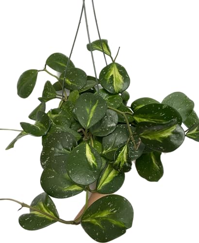 Variegated Hoya Obovata Spalsh Available in 2" Pot, 4"Pot, and 6" Hanging Pot - Hoya Live Plants Live Houseplants - California Seller