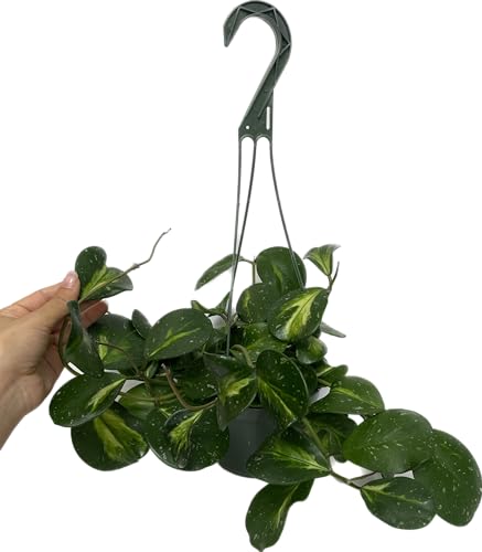 Variegated Hoya Obovata Spalsh Available in 2" Pot, 4"Pot, and 6" Hanging Pot - Hoya Live Plants Live Houseplants - California Seller