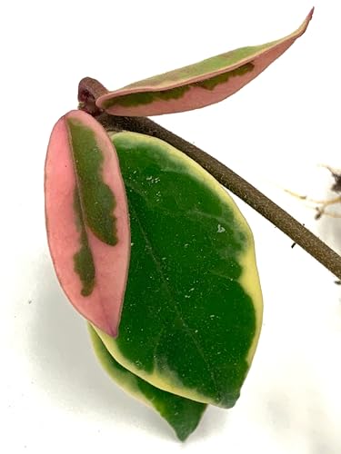 Hoya Krimson Queen Available in 2" Pot, 4" Pot, and 6" Hanging Pot, Live Arrival Guaranteed! Live Hoya Plant Live Indoor Plant