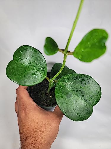 Hoya Kerrii Plant with Heartshape Leaves Live Hoya Plant Great Gift for Mothers and Loved Ones Sweetheart Hoya Live Plant