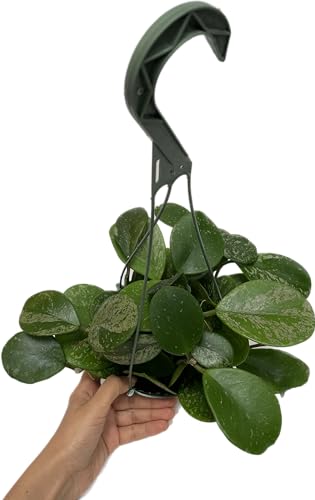 Hoya Obovata Spalsh Available in 2" Pot, 4"Pot, and 6" Hanging Pot Hoya Live Plants Live Houseplants California Seller