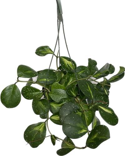 Variegated Hoya Obovata Spalsh Available in 2" Pot, 4"Pot, and 6" Hanging Pot - Hoya Live Plants Live Houseplants - California Seller